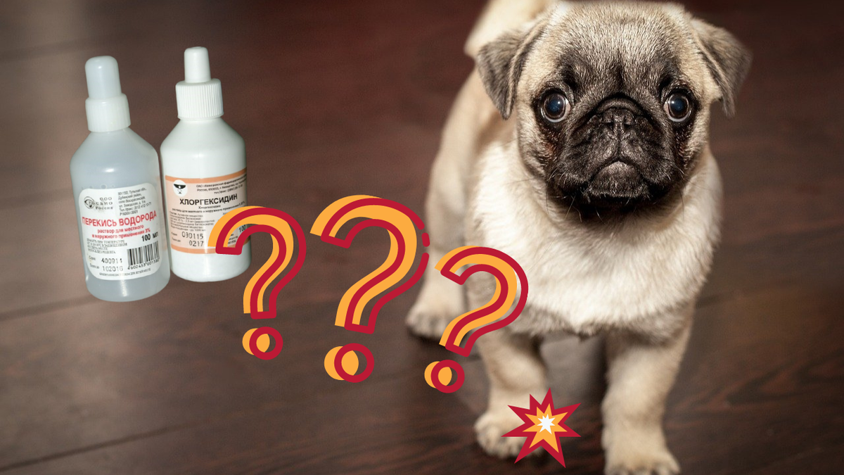 Перекись водорода и хлоргексидин - самые часто используемые средства для обработки любых ран и в ветеринарных клиниках, и в домашних условиях