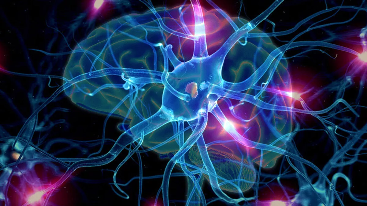 ... импульсы, бегущие по нервным волокнам...