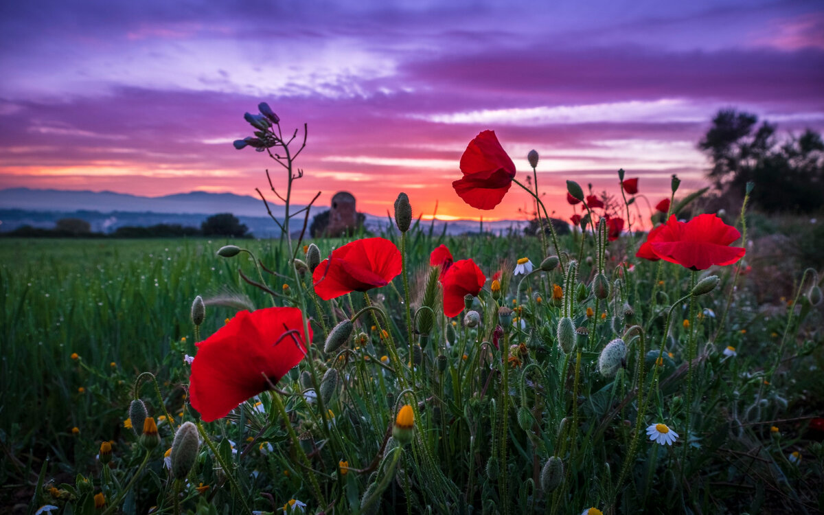 Из свободного доступа в интернете