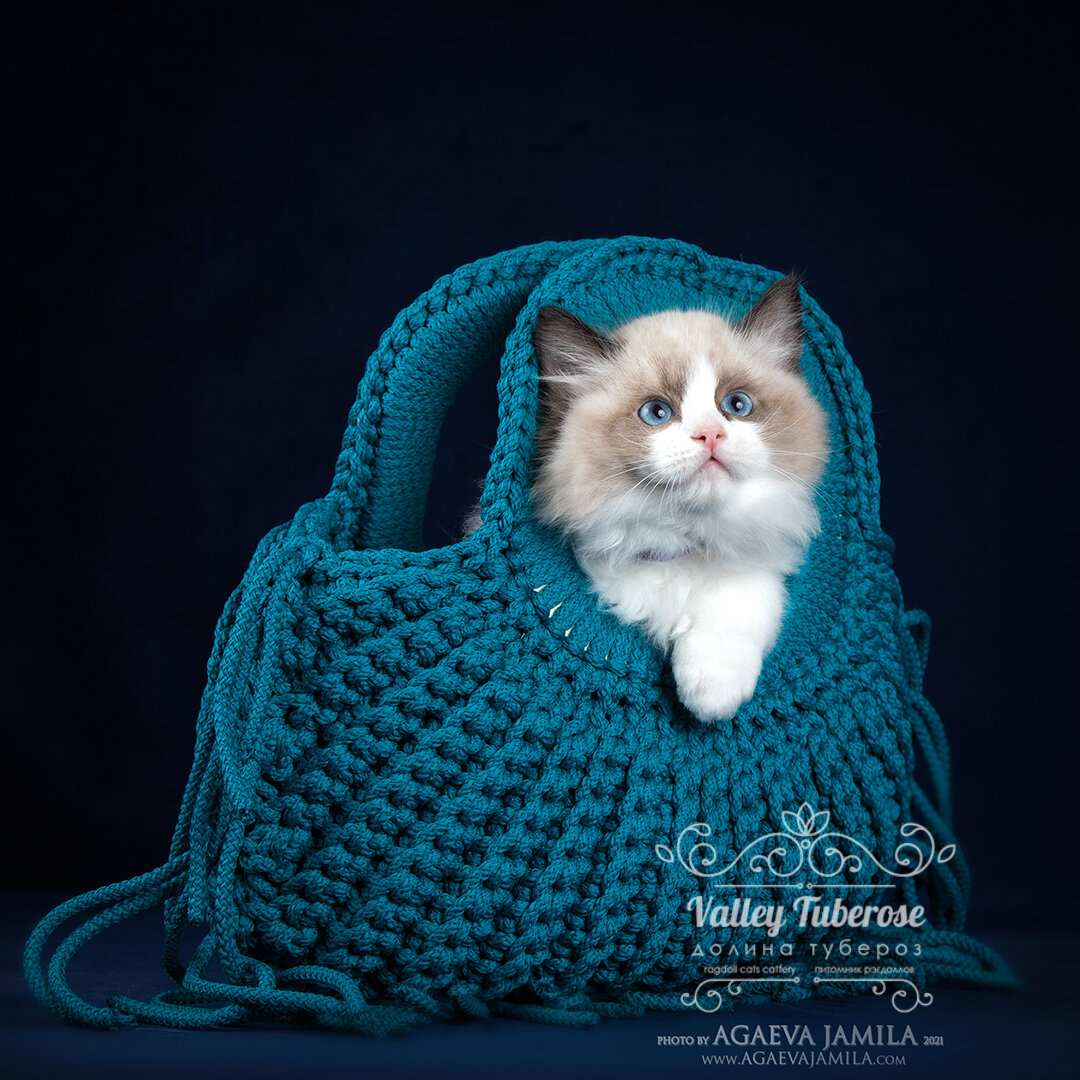 Ну вот как таких продавать?) Только отрывая от сердца!))