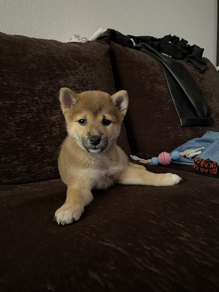 Сиба Руби, 2 месяца