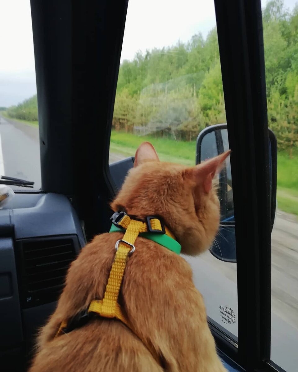 Булка любит смотреть в окно. 