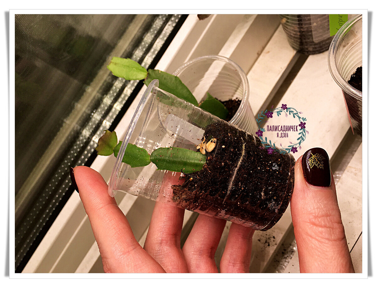 Вот ещё один. Там дальше в галерее ещё есть. Листайте. ⏩⏩