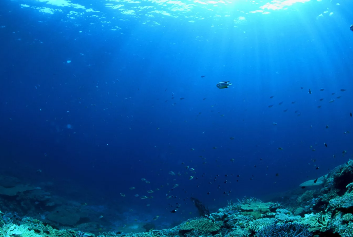 Depth wallpaper. Камбиас Джеймс "темное море". Подводный мир Марианской впадины. Глубина Тихого океана. Дно океана.