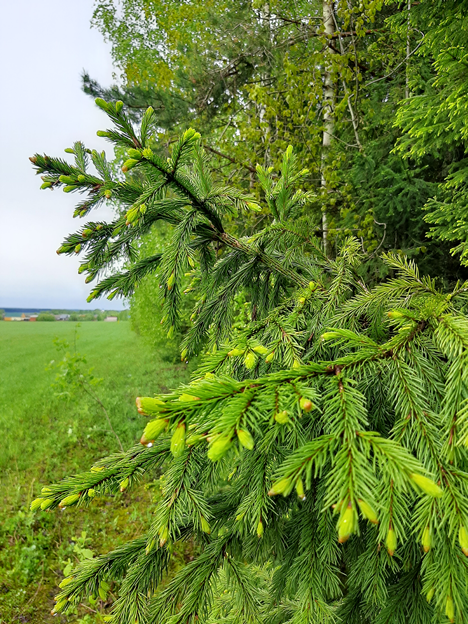 ягоды на ели весной