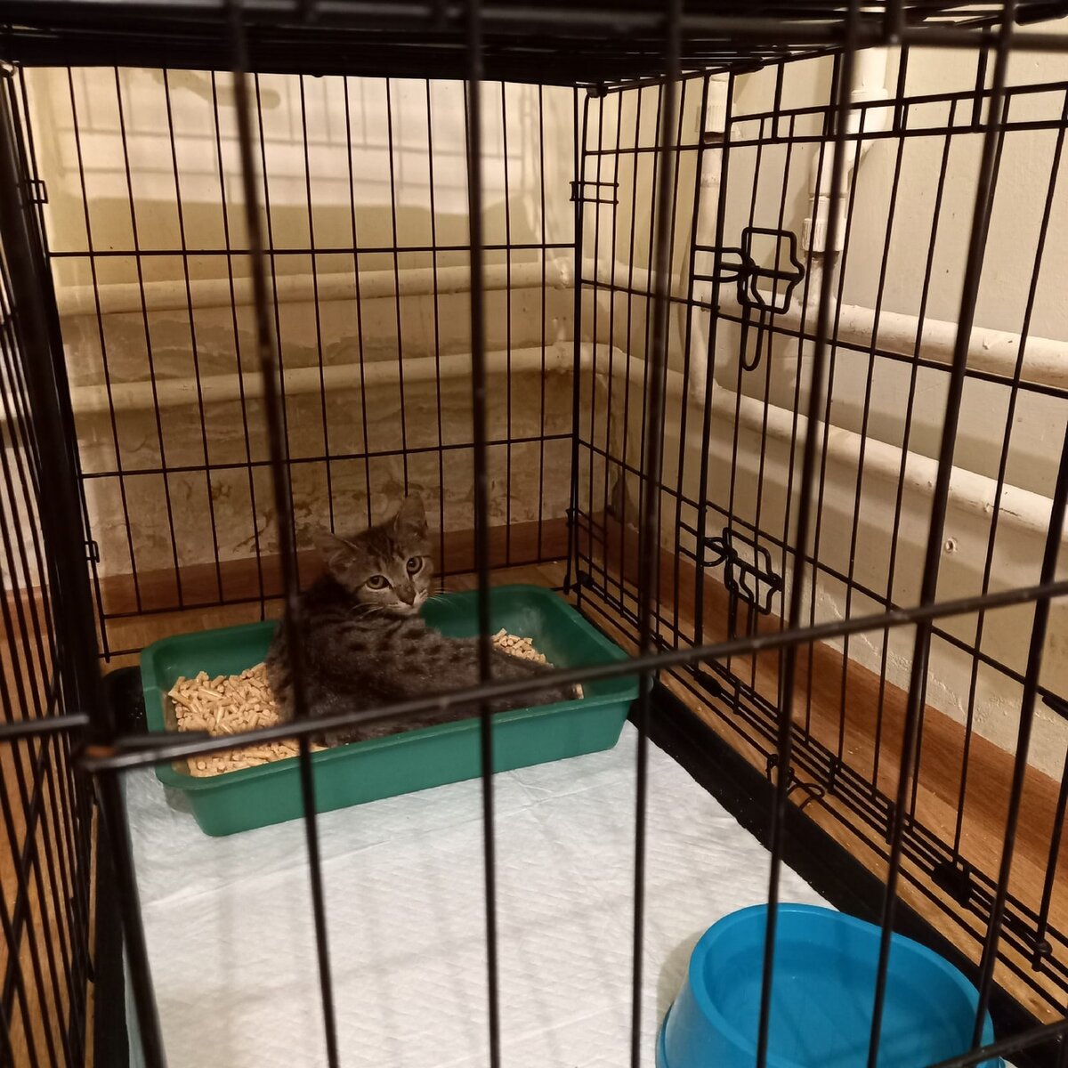 Марс, уже здоров, ищем дом