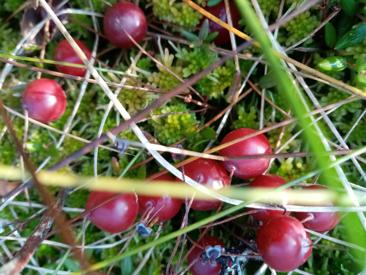 Клюква на болоте, авторское фото