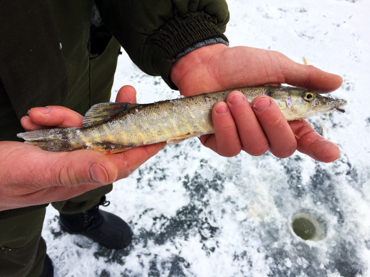 Иногда, даже зубастая не прочь отведать железа).