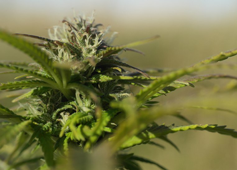 На днях, Таиланд стал первой страной в области юго-восточной Азии, полностью декриминализовавшей хранение и употребление мj. Теперь же, власти страны сообщают о своей заинтересованности в возможности открытия специальных зон, для поддержания канна-туризма (Естественно, терапевтического, а не рекреационного плана).
Данная информация появилась в последнем издании англоязычного журнала The Thaiger. Как сообщает оригинальная статья, опубликованная в начале недели, информацию о возможности открытия зон для канна-туризма озвучили представители санитарной службы страны, которая, помимо всего прочего, также отвечает за регулирование рынка терапевтической мj. Якобы, данная идея была озвучена работниками службы из соображений поддержки национальной экономики в период коронавирусной пандемии, которая катастрофически повлияла на прибыль страны от туристической индустрии. Собственно, агентство предлагает организовать специальные зоны для терапевтического туризма, где можно будет законно приобретать и употреблять соцветия мj и концентраты с низкой концентрацией ТГК, доступ к которым будут иметь только совершеннолетние лица (20 лет и старше). Напомним, что Таиланд также является лидером региона в плане поведения терапевтической реформы: На данный момент, в 60% общественных госпиталей и клиник страны, есть отделения, специализирующиеся на практике канна-медицины.
Местное сообщество предпринимателей с самого начала терапевтической реформы активно лоббирует правительство в пользу легализации канна-туризма, отмечая огромные потенциал не только в экспорте каннапродукции Таиланда, но и в привлечении новой категории гостей, ищущих доступ к терапевтической мj и квалифицированной практике каннамедицины. Некоторые предприятия, вроде Сообщества производства органических продуктов Петлана, уже с прошлого года проводят частные туры для заинтересованных каннатуристов. Аналитики, в свою очередь, оценивают стоимость существующего легального каннарынка Таиланда на сумму в 237 миллионов долларов, отмечая за индустрией практически безграничный потенциал к расширению.
Отдельно стоит отметить, что со старта терапевтической реформы пару лет назад, в стране стал процветать серый бизнес, связанный с производством технической и терапевтической мj. В тайской провинции стали процветать небольшие предприятия, предлагающие посетителям купить традиционные терапевтические настои и экстракты из мj, а также рестораны, вроде Crazy Happy Pizza, которые подают блюда с добавлением разных фрагментов технической мj, утверждая, что они придают еде терапевтический или лёгкий психоактивный эффект. Данный бизнес теперь полностью легален, благодаря полной декриминализации мj, однако, создание специальных туристических зон для каннантуристов, безусловно, поможет популярности и росту прибыли подобных заведений. 