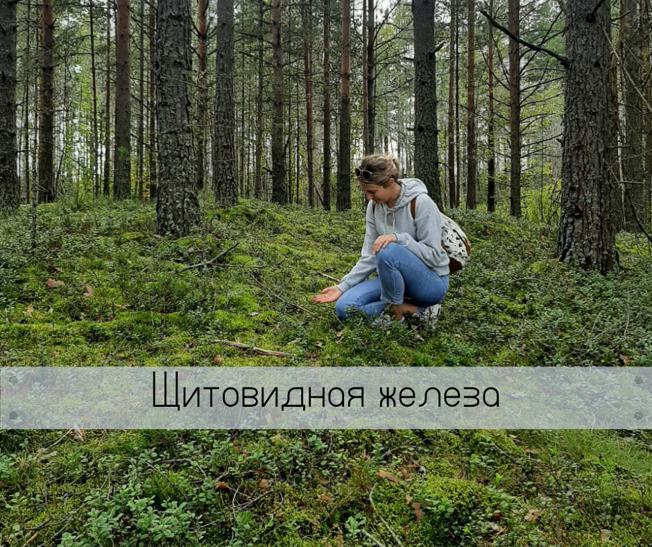 Сестрорецкое болото. Лес. Брусника.