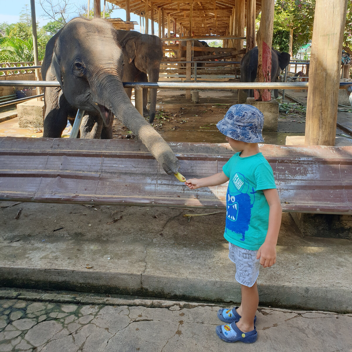 Марк тоже любит кормить слоников