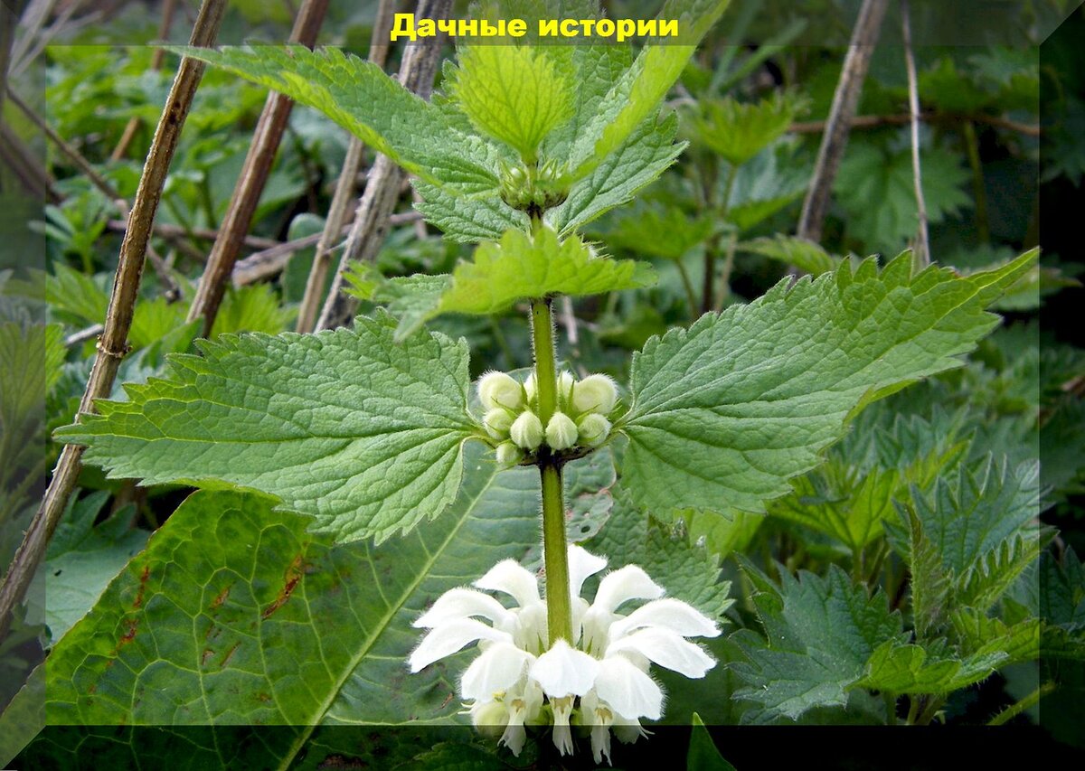 Разные варианты зеленой бродиловки (удобрения из сорняков): что можно и  нужно класть, а что класть категорически запрещено | Дачные истории | Дзен