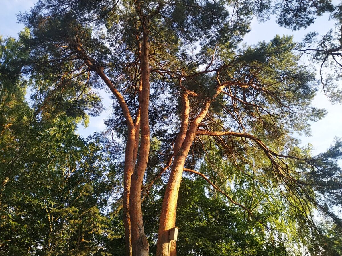 Усадьба "Поленово" в лучах солнца на закате дня