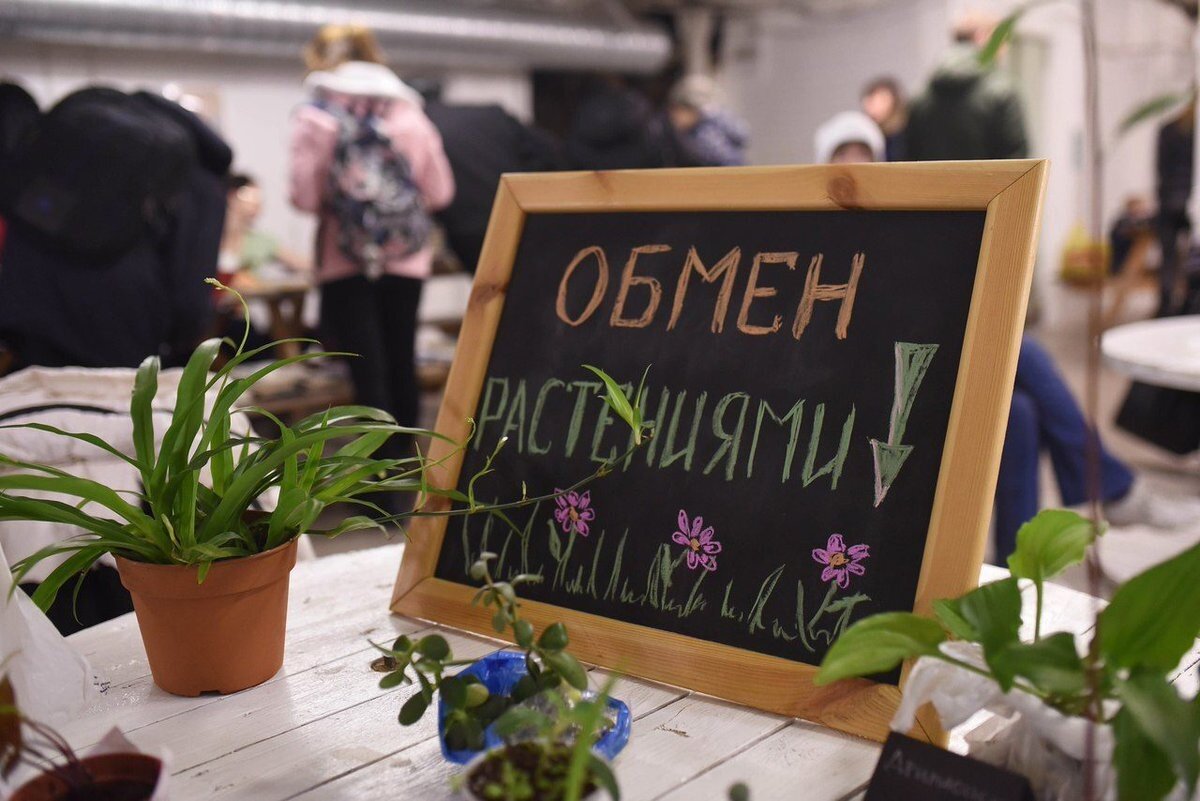 💓Цветочный своп: новомодное мероприятие, где рады каждому. Заводим новые  знакомства и бесплатно забираем все цветы, которые нравятся | Любимая Дача.  Сад и Огород | Дзен