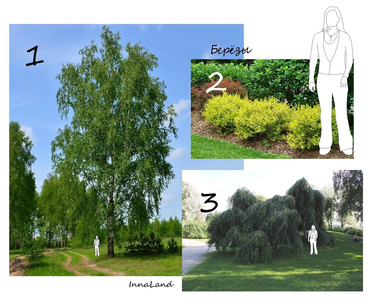 Такие разные березы: 1. Береза повислая (Betula pendula)
2. Береза карликовая "Голден Треже" (Betula nana "Golden Treasure")
3. Береза повислая "Юнги" (Betula pendula "Youngii")