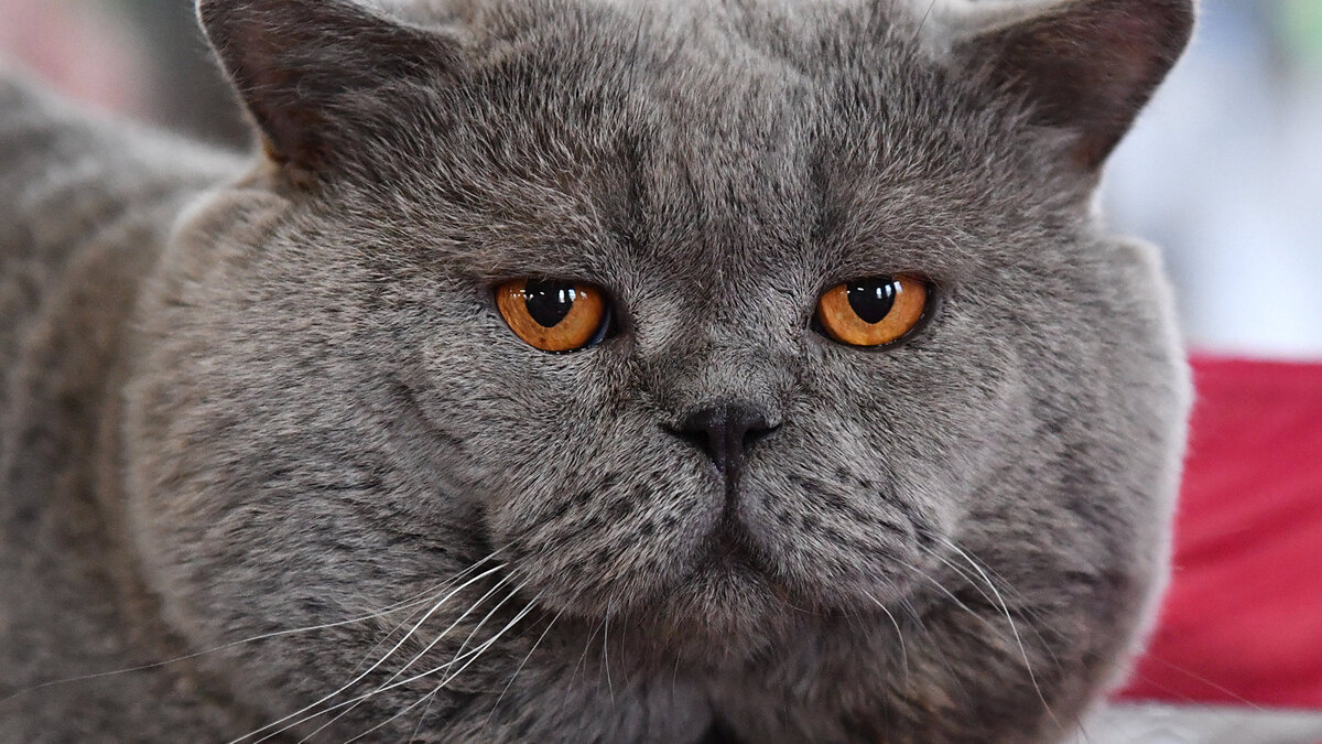    Кошка породы британская на выставке "КоШарики-Шоу" в Москве.© РИА Новости . Наталья Селиверстова