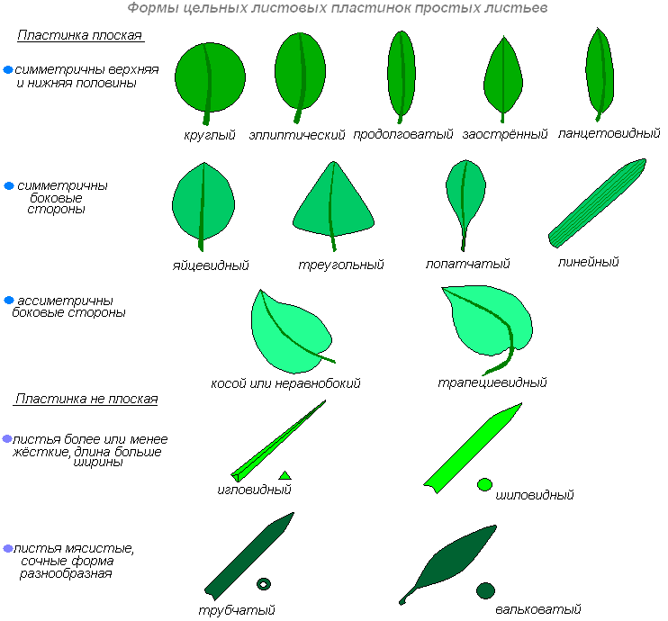 Форма листьев тюльпана. Формы простых листьев с цельной листовой пластинкой. Расположение жилок в листовой пластинке. Осина форма листовой пластинки. Лист по форме основания листовой пластинки.