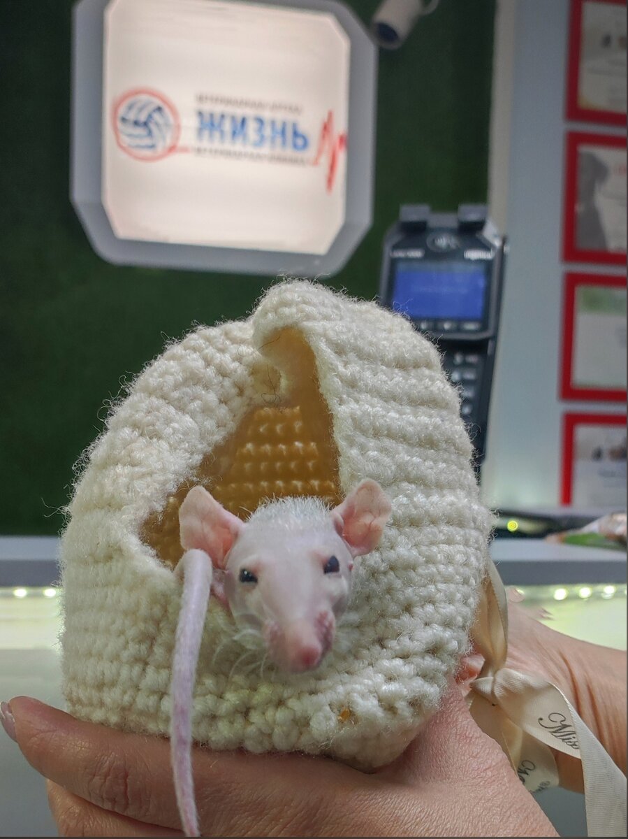 Ветеринарный врач ратолог в Калуге. Лечение крыс в Калуге.