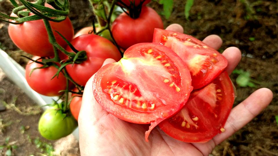 Сажаю этот томат второй год и не нарадуюсь! Очередной красавчик помидорМалиновая Империя