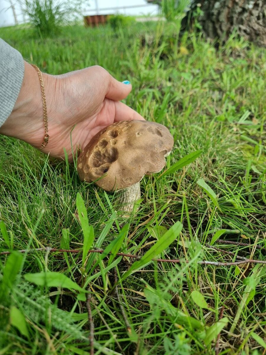 Посеять грибы. Садим грибы. Как садить грибы. За какие грибы сажают.