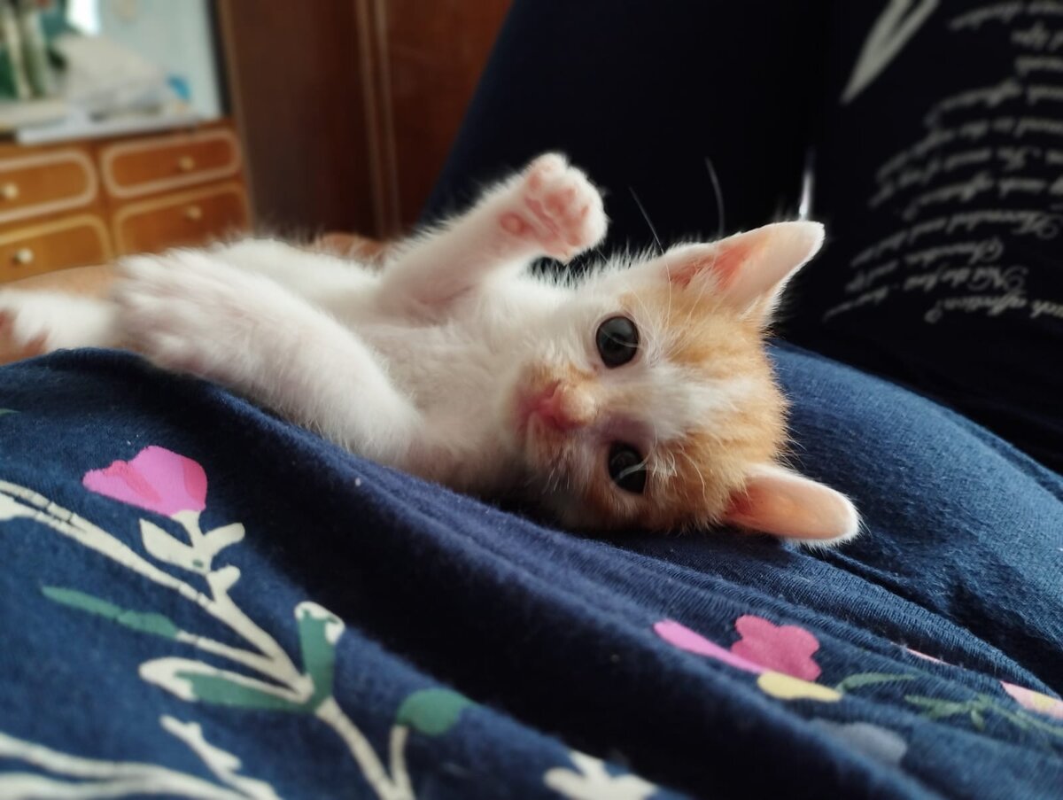 Котенок девочка