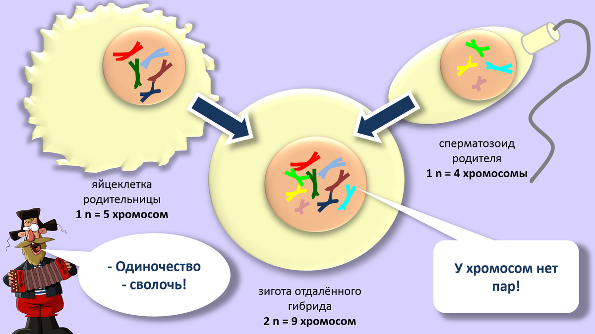 Редукция числа хромосом происходит во время