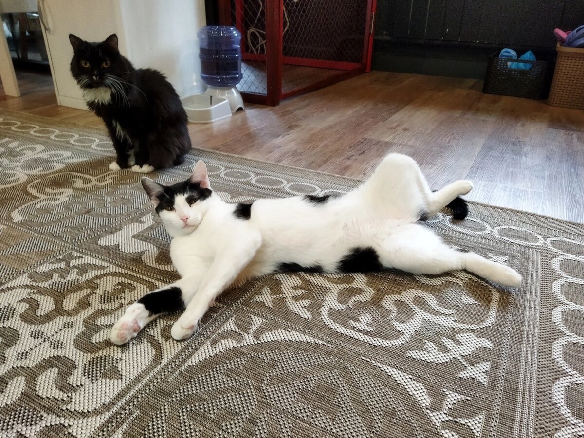 Неотразимый Димон 