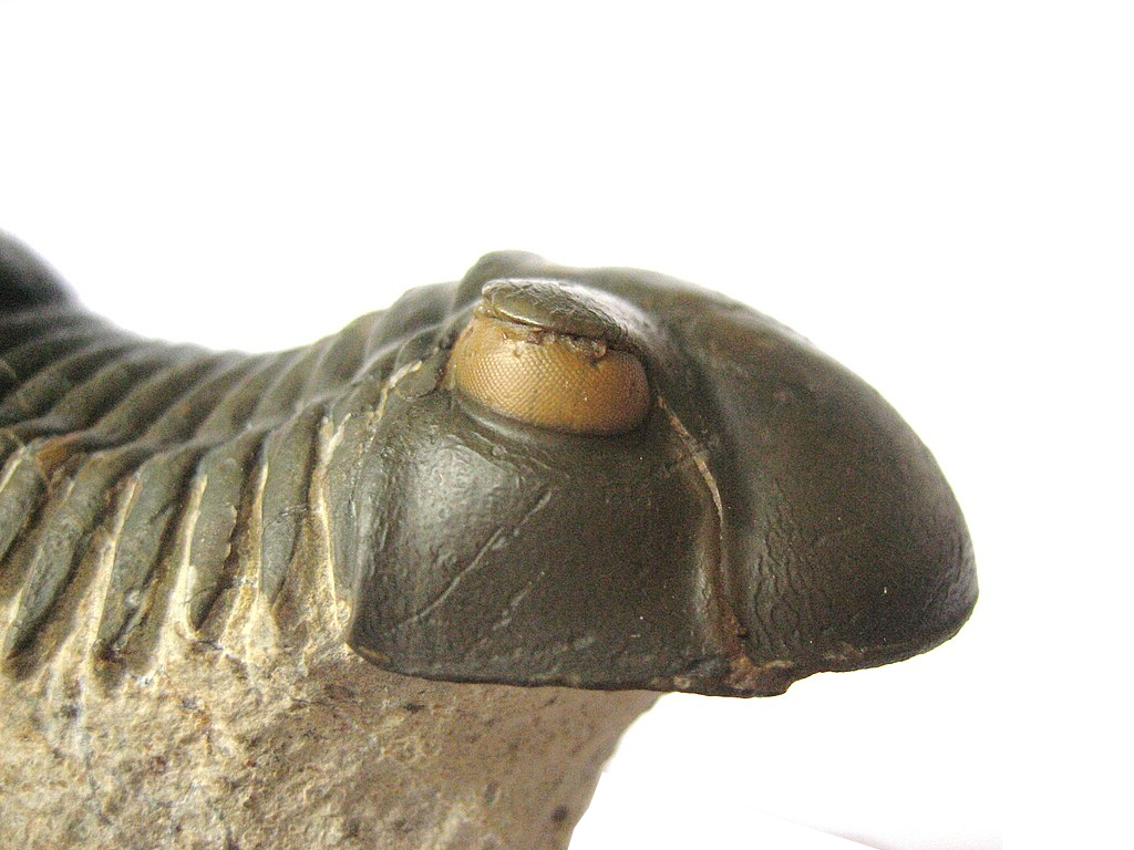 А у трилобита они просто странные.