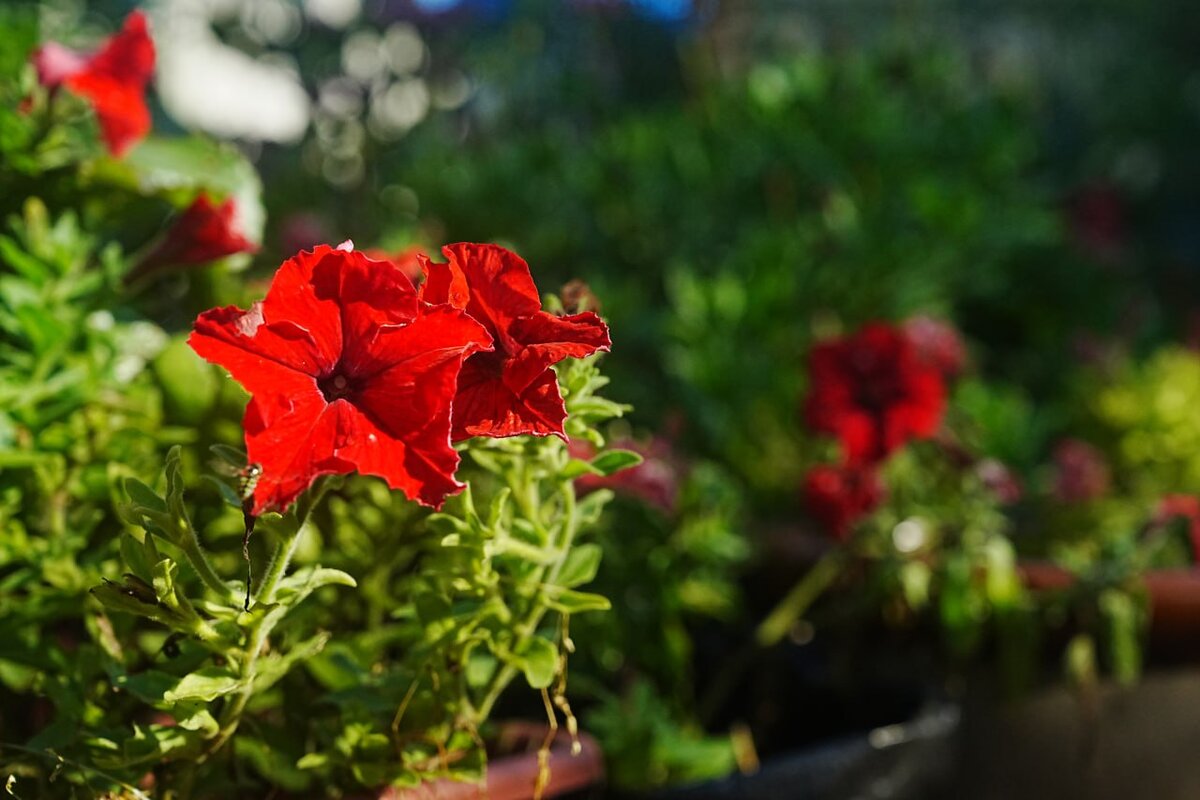 Дачный агроном 