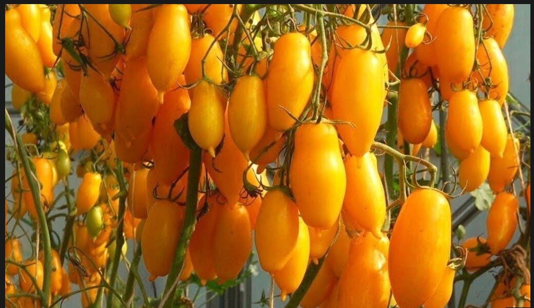 фото из интернета