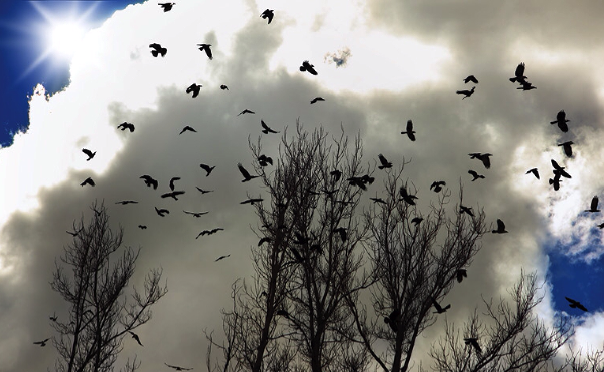 Стая птиц поднявшаяся. Стая ворон. Птицы кружат. Вороны кружат. Стая Воронов в небе.