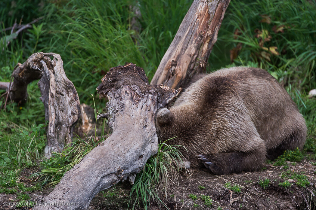 Bear past. Норка Камчатка. Медведю медвежью норку медвежью медвежью. Т Белозеров медвежья рыбалка.