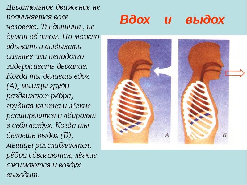 механизмвдрха и выдоха. какой путь проходит во время вдоха и выдоха. схема дыхания человека вдох выдох. движение воздуха при вдохе и выдохе. как проходит вдох выдох.