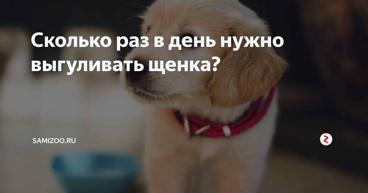 Сколько раз в день нужно выгуливать щенка. Сколько надо выгуливать собаку в день. Сколько раз в день нужно выгуливать собаку 3 месяца. Сколько раз гулять с щенком.