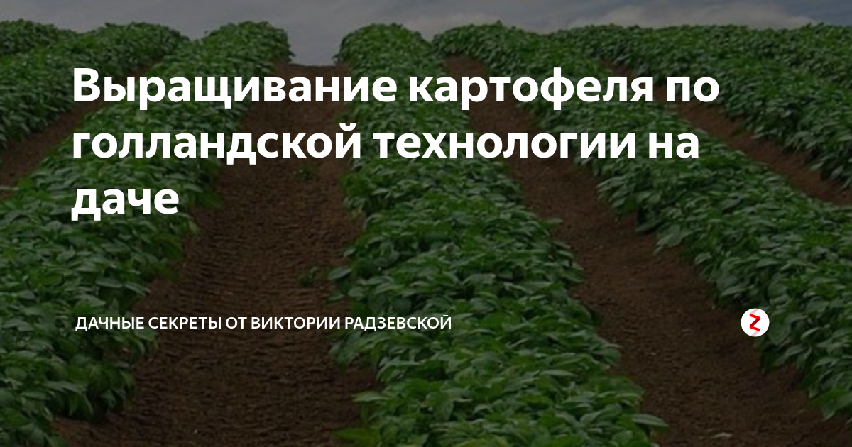 Голландский метод посадки картофеля схема