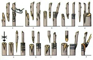 Такой способ позволяет прививать черешню можно к любой ветке вишни. Использовать нужно только копулированные ножи. От места, где ветка берет свое начало, необходимо отступить 20 см. В этом месте следует сделать диагональный срез. Последний выполняется и на черенке с почкой.