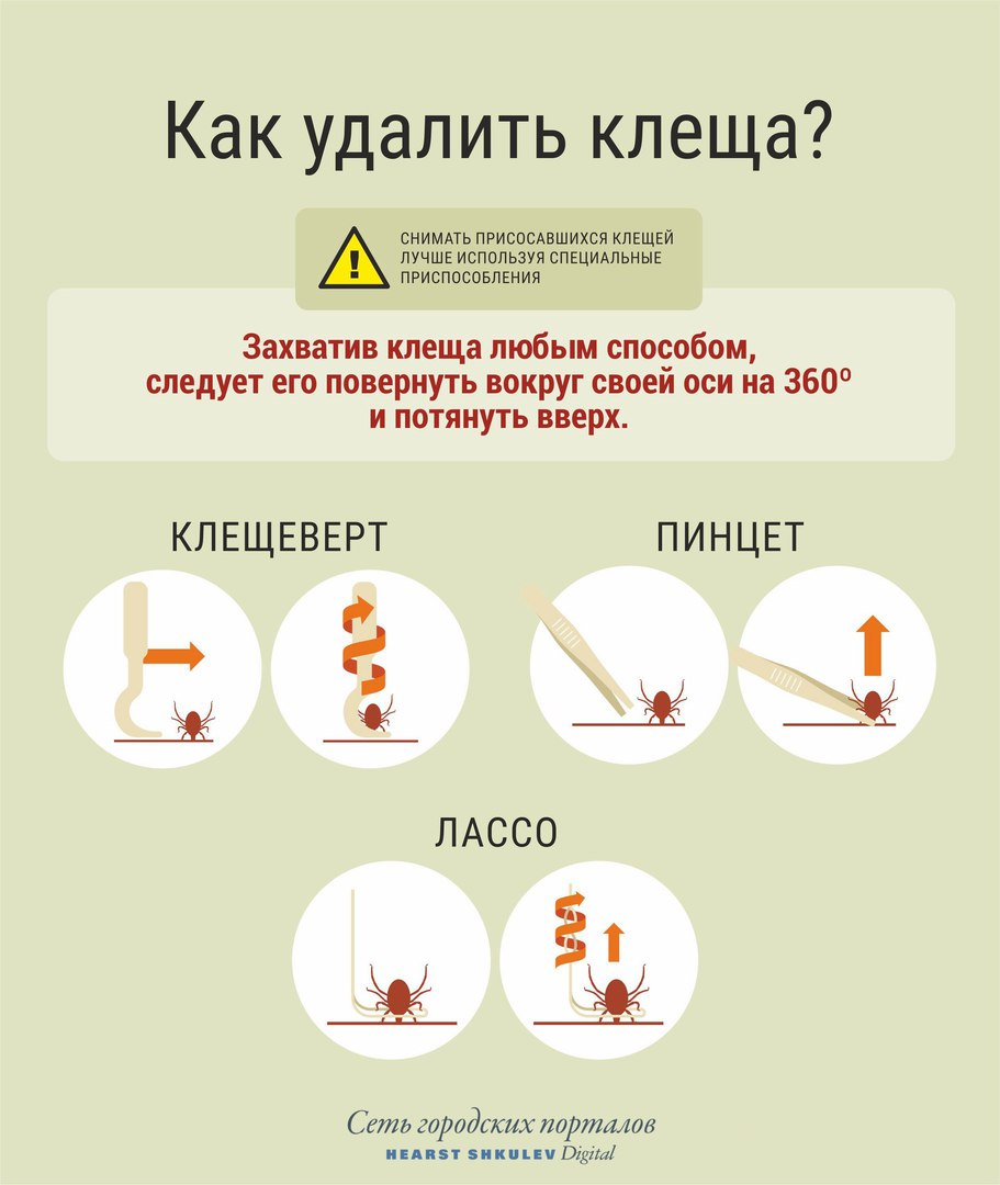 Что делать если обнаружили на себе клеща - Центр гигиены и эпидемиологии в Челябинской област