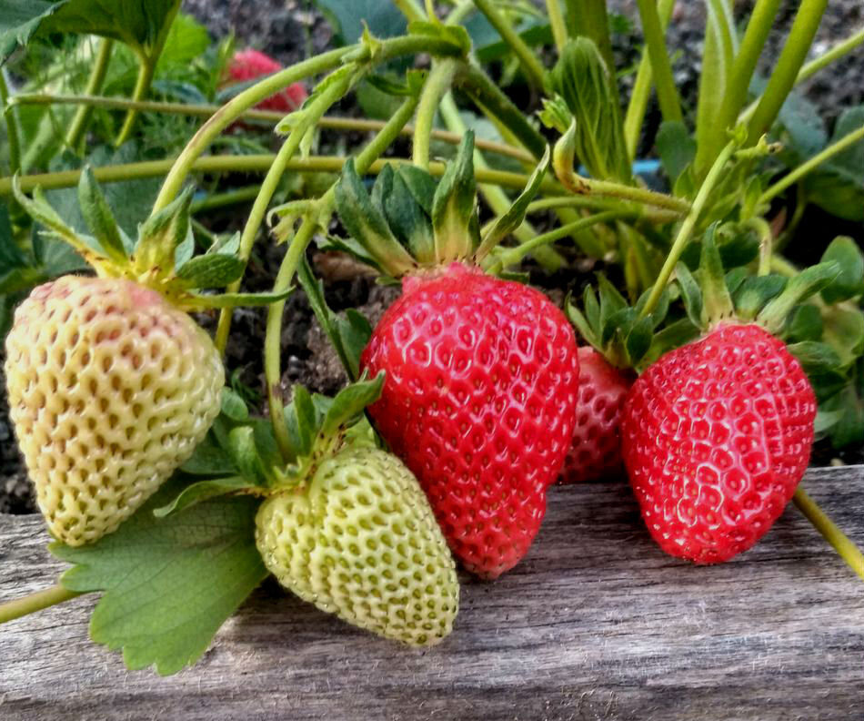 клубника аллегро. регина земляника ремонтантная. земляника садовая диамант (р9). земляника садовая ремонтантная. земляника садовая вима рина.