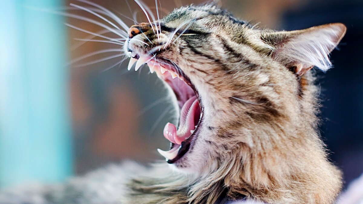 Зубы кошек предназначены для убийства добычи и разрывания на куски, жевательной поверхности нет
