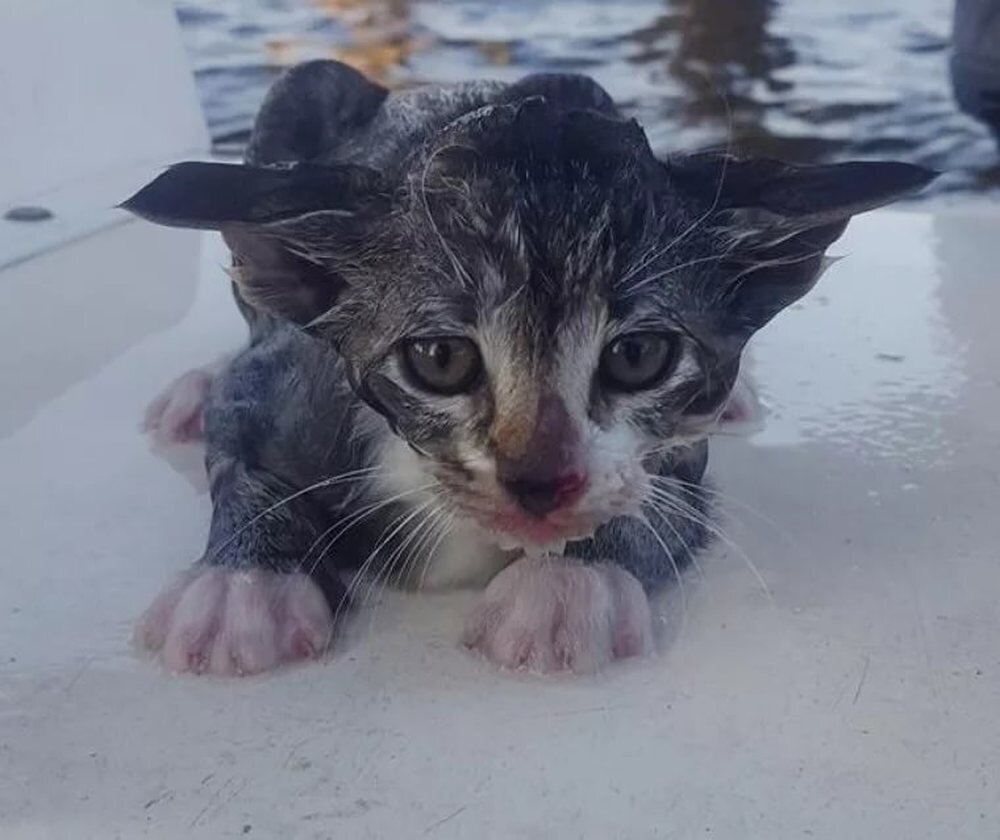 Кот спас котенка. Котенок из воды.