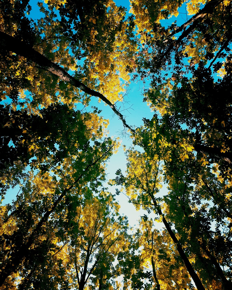 Осенний лес (с)