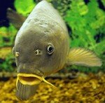 Как известно, щука, судак, карп, карась, и тому подобные рыбы часто проявляют значительный интерес к различным звукам, возникающим в толще воды. На этом основан принцип действия многих рыболовных искусственных приманок. Предлагаемые варианты представляют собой электронные звуковые генераторы с погружаемых в воду звукоизлучателей. 