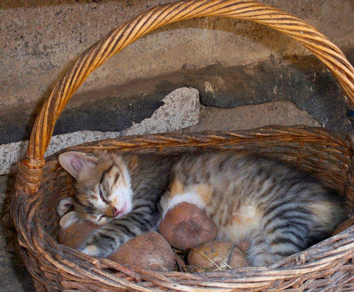 Котам можно картошку. Кошка в лукошке. Белорусский кот. Кошка картошка.