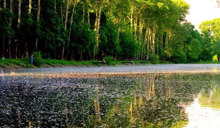 
Рыба сплавляется не без причины. Например, в июне, июле на воду падает тополиный пух. В тех местах, где пух оседает, вода будет кипеть от возни рыбы. Однако, сколько не забрасывай здесь обычную удочку с обычной наживкой, рыбы вы не поймаете. А вот если убрать грузило и поплавок, а на крючок нанизать бабочку, и эту снасть забросить в то место, где только что вы видели всплеск играющей рыбы, тотчас же последует поклевка. 