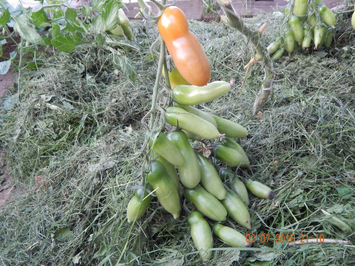 Фляшен томатен, фото автора