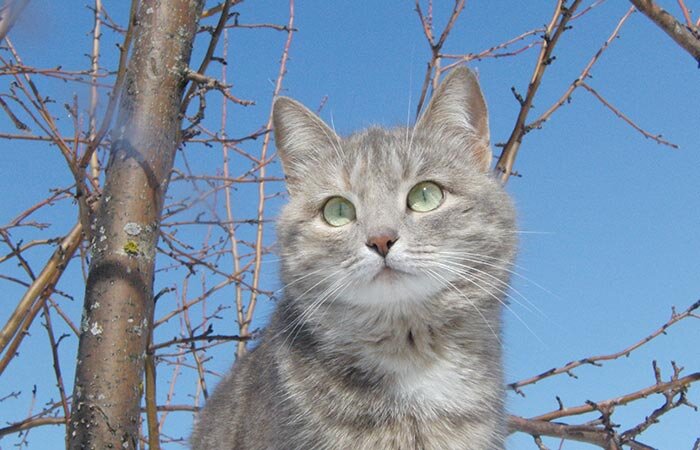 Почти обязательный обитатель каждого деревенского дома