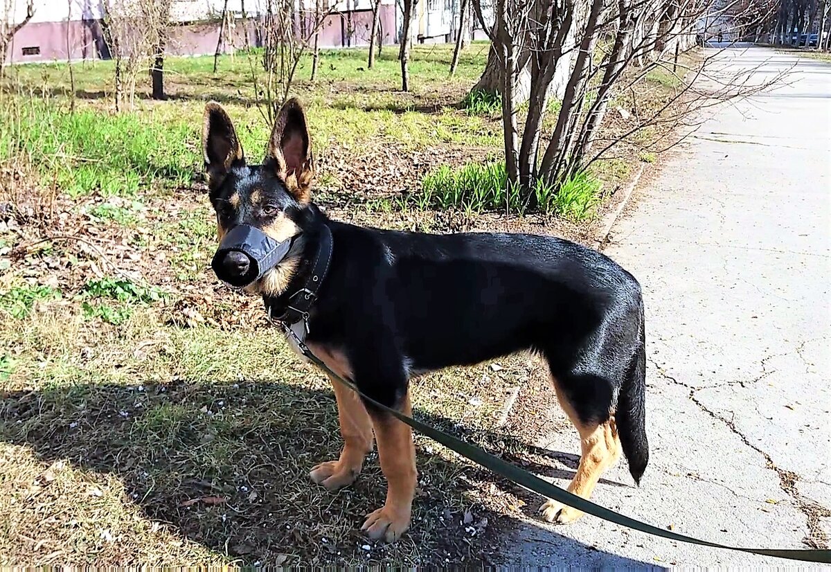 Это Кейси, 6 месяцев