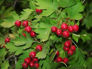 Какого-либо особенного ухода это растение не требует к себе, однако обычные процедуры, такие как удаление отмерших и больных веток, подрезание, полив все же должны иметь место быть. К слову, боярышник прекрасно поддается подрезанию. Если куст или дерево используется в качестве живой изгороди, то в ходе обрезки рекомендуется обрезать примерно третью часть от побега. Правильнее всего стрижку осуществлять в весеннее время. В данном деле можно кусту/деревцу придать всевозможные интересные формы.