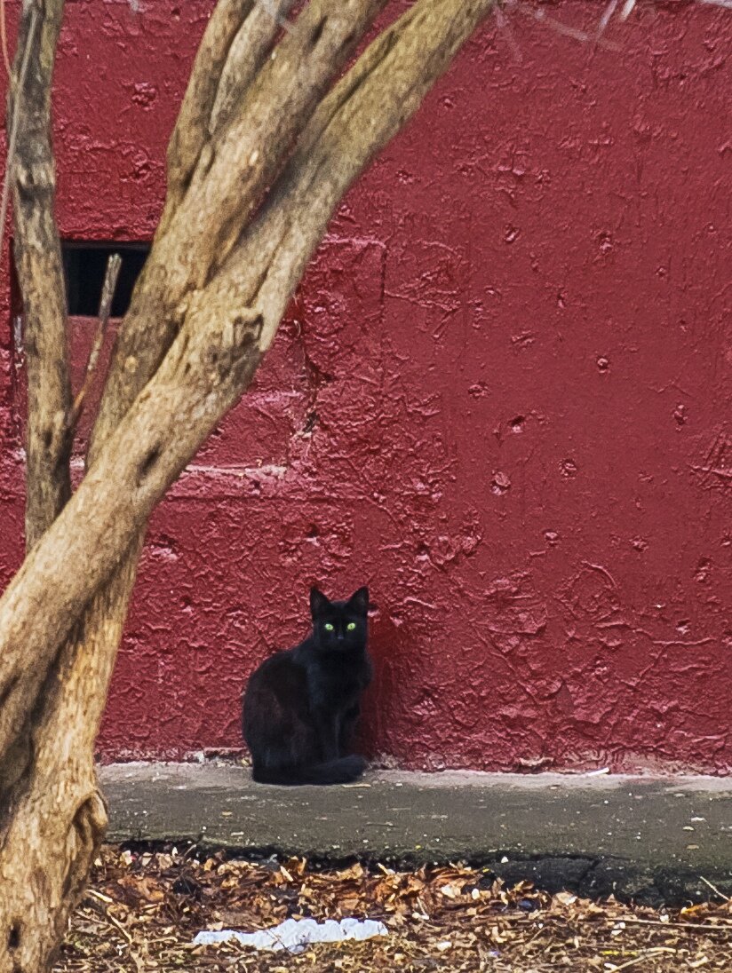 Черный уличный кот наводящий ужас на суеверных прохожих,а вообще вполне мирное и милое создание