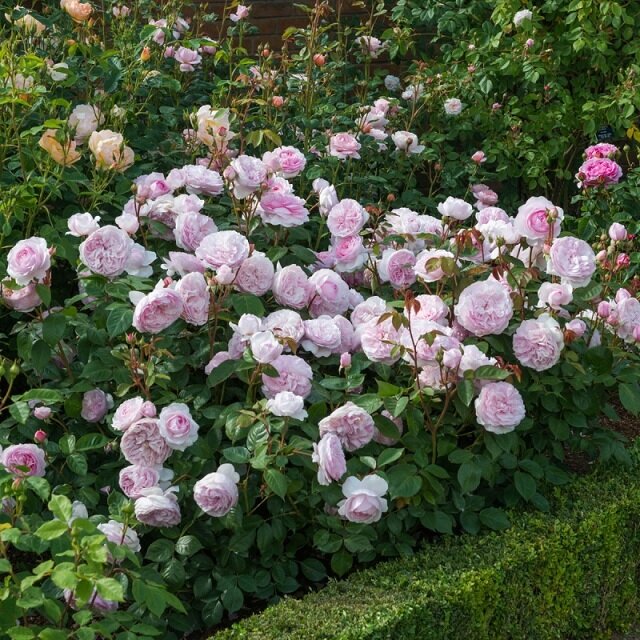 Роза Оливия Роуз Остин: особенности и характеристики сорта, советы по посадке, выращиванию и уходу, отзывы